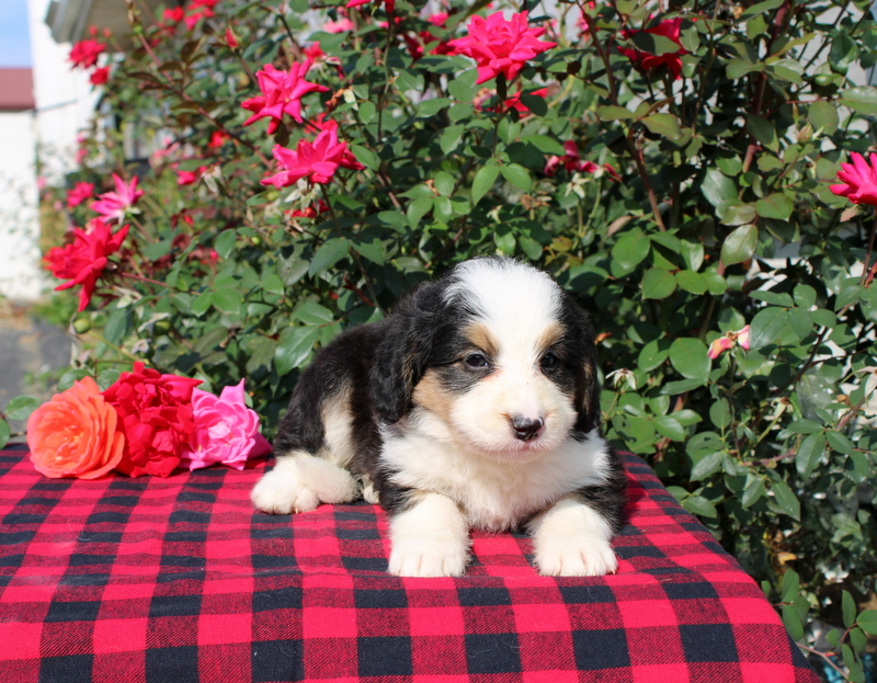 puppy, for, sale, Bernedoodle, Matthew B. Stoltzfus, dog, breeder, Gap, PA, dog-breeder, puppy-for-sale, forsale, nearby, find, puppyfind, locator, puppylocator, aca